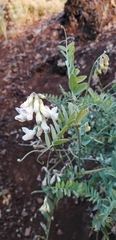 Vicia nigricans