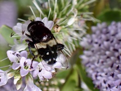Helophilus cingulatus