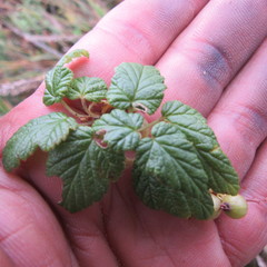 Ribes andicola