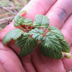 Ribes andicola