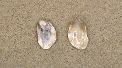 Vulsella