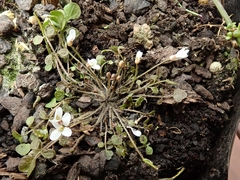 Cardamine heleniae