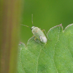 Moissonia importunitas