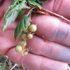 Ribes andicola