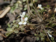 Cardamine heleniae