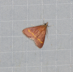 Pyrausta pseuderosnealis
