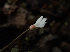Cardamine heleniae