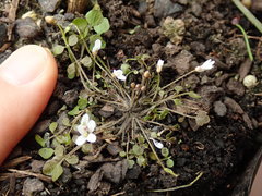 Cardamine heleniae