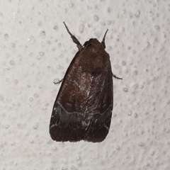 Hampsonodes