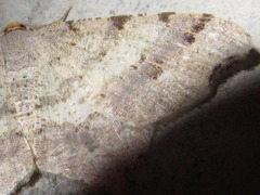 Macaria shanghaisaria