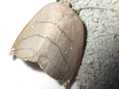 Pseudalbara parvula