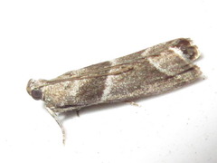 Nyctegretis triangulella
