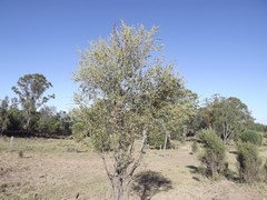 Acacia melvillei