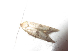 Neoblastobasis longicornutella