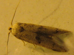 Neoblastobasis longicornutella