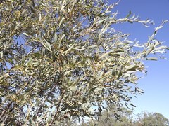 Acacia melvillei