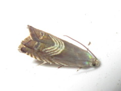 Grapholita delineana