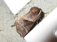 Gonoclostera timoniorum