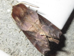 Gonoclostera timoniorum