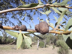 Acacia melvillei