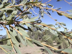 Acacia melvillei