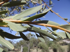 Acacia melvillei
