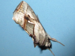 Macdunnoughia purissima