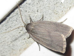 Amphipyra livida