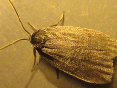 Amphipyra livida