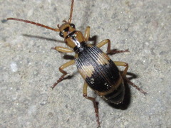 Pheropsophus jessoensis