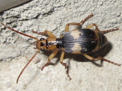 Pheropsophus jessoensis