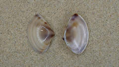 Austromactra contraria