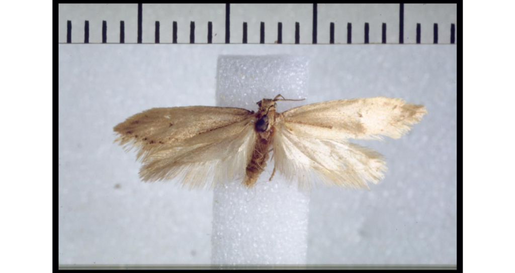 Southern Litter Moth