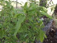 Ehretia saligna membranifolia