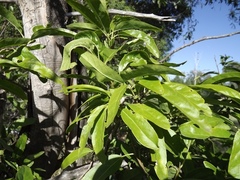 Ehretia saligna membranifolia