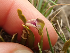 Carmichaelia corrugata