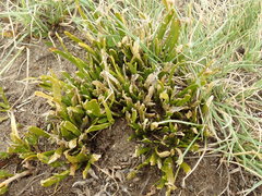 Carmichaelia corrugata