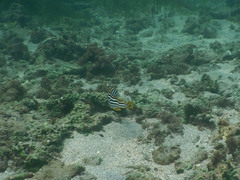 Plectorhinchus vittatus