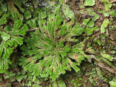 Selaginella pilifera