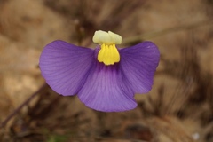 Utricularia benthamii