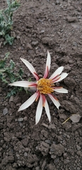 Mutisia sinuata