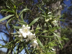 Eremophila mitchellii