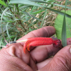 Centropogon asclepiadeus