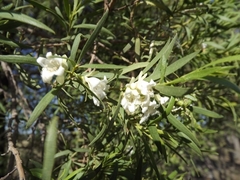 Eremophila mitchellii