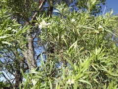 Eremophila mitchellii