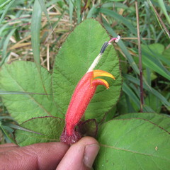 Centropogon asclepiadeus