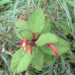 Centropogon asclepiadeus