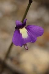 Utricularia violacea