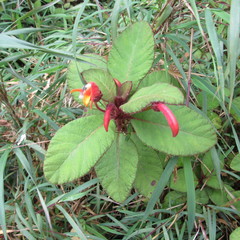 Centropogon asclepiadeus