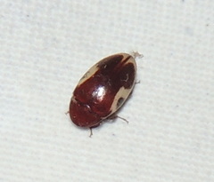 Chelonarium ornatum
